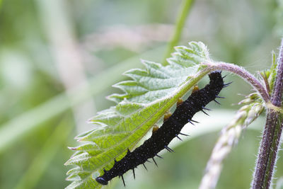 Close-up of insect on plant