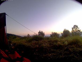 Plants growing on field against sky during sunset