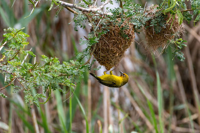 Close-up of bird perching on plant