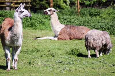 Sheep in a field
