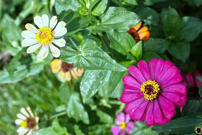 Close-up of flowering plant