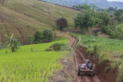 Scenic view of agricultural field