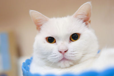 Close-up portrait of white cat