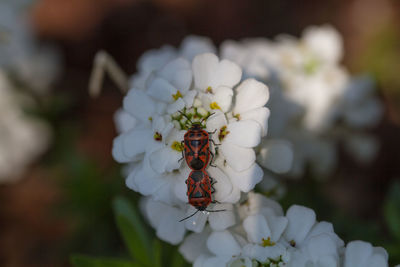 Close-up of insect on white flower