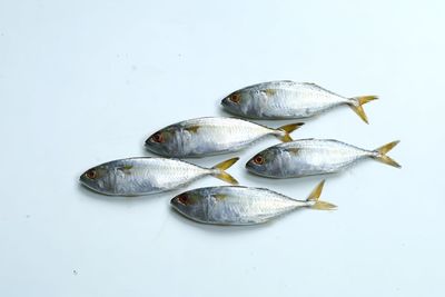 High angle view of fish on white background
