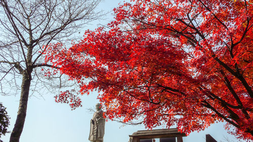 Low angle view of red flowering tree against sky