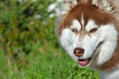 Portrait of siberian husky outdoors