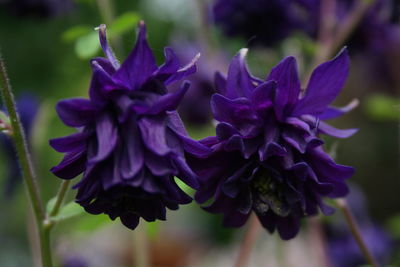 Close-up of purple flowers blooming