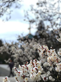 Close-up of white cherry blossoms in spring