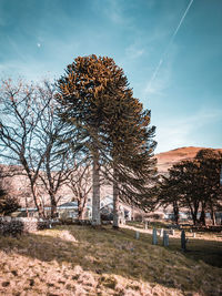 Monkey puzzle trees and a contrail over sunset cemetery