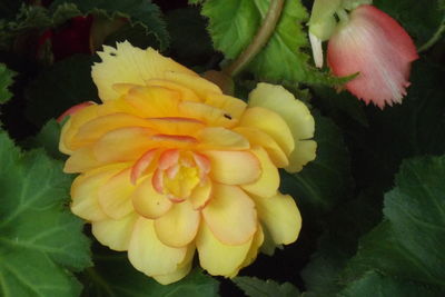 Close-up of yellow flowering plant