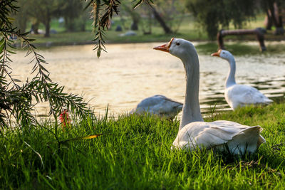 Swans in a lake