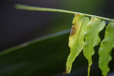 Close-up of insect on plant