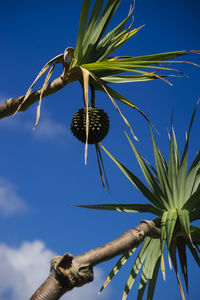 Low angle view of flower tree against blue sky