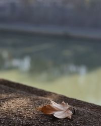 Close-up of lizard on beach