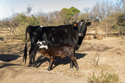 Calf sent milk from the cow in the field