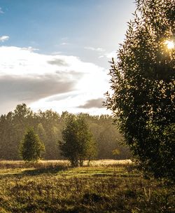 Sun shining through trees on field