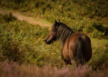 Horse on field