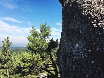 Trees against sky