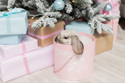 Cute gray lop-eared rabbit hiding in a round pink box under the christmas tree with gifts