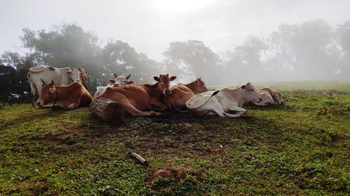 View of cows on field