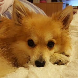 Close-up portrait of dog at home