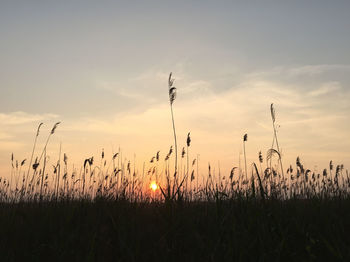 Scenic view of grassy field against sky at sunset