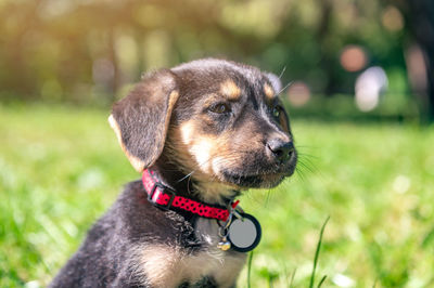 Sad mongrel puppy in the park. stray dog on a summer day