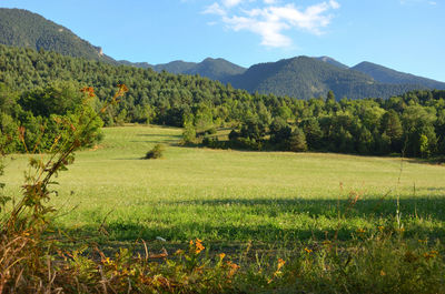 Scenic view of field against sky