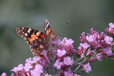 Close-up of butterfly pollinating on flower