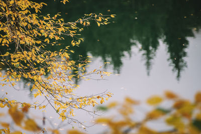 Reflection of tree in lake during autumn