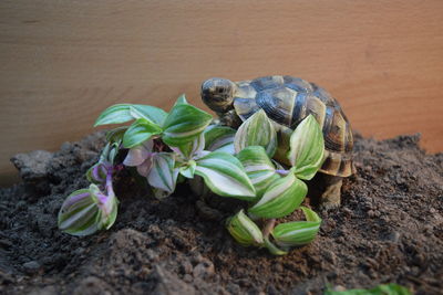 High angle view of a turtle