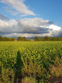 Scenic view of field against sky