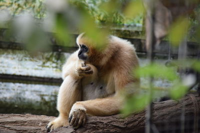 Close-up of monkey