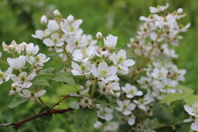 Close-up of white flowers