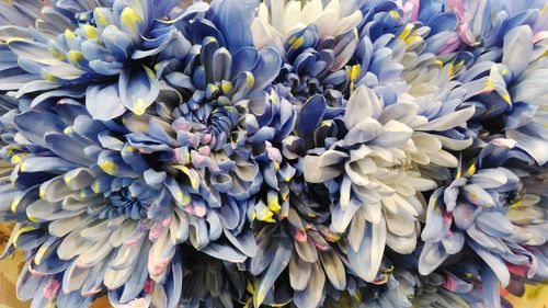 High angle view of purple flowering plant