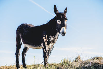 Horse standing on field against sky