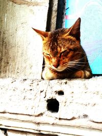 Close-up of cat sitting outdoors