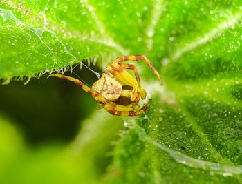 Close-up of spider on leaf
