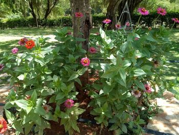 Close-up of pink flowering plants in park