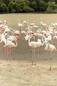 Flock of birds in the lake