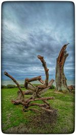 Driftwood on field against sky