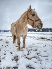 Lion standing on snow covered land