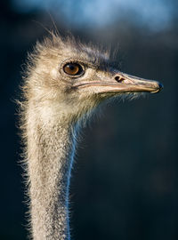 Portrait of a ostrich looking