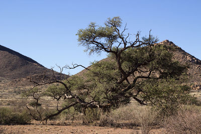 View of trees on mountain against sky