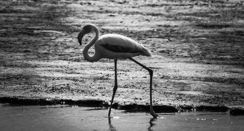 Side view of a bird in water