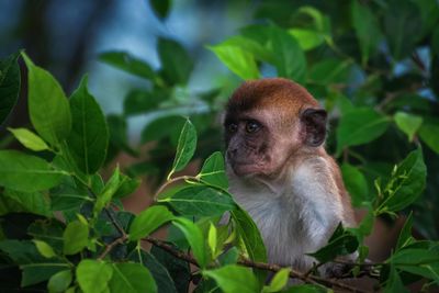 Monkey looking away on tree