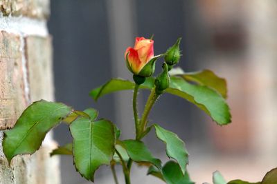 Close-up of flowers