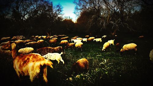 Close-up of sheep on field against sky during sunset