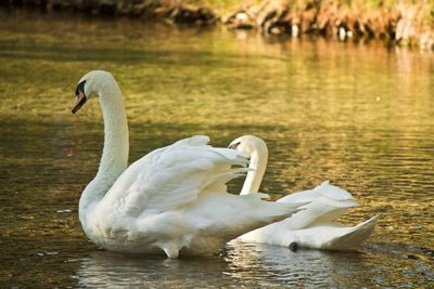 Swan swimming in lake